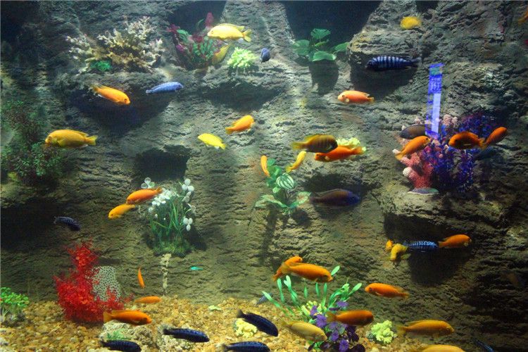 安徽梦幻（六安）海洋大世界